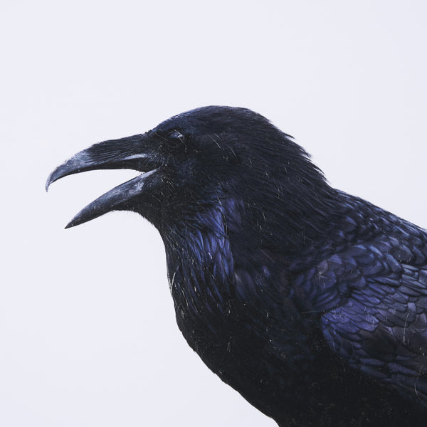 Raven Beauty