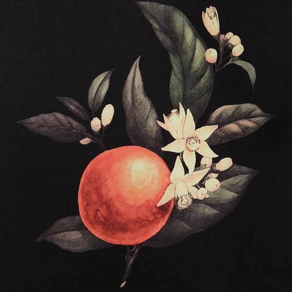 Wallflower - Framed Art