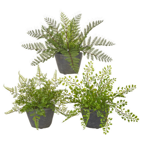 Potted Fern - Black Cement Pot