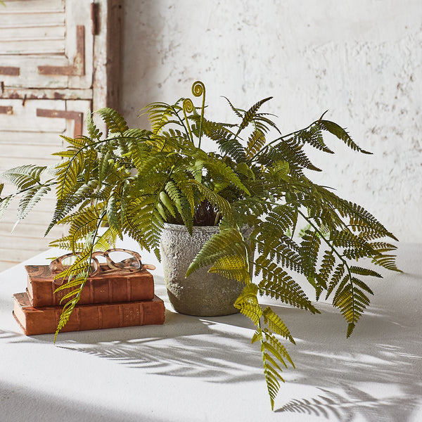 Potted Fern
