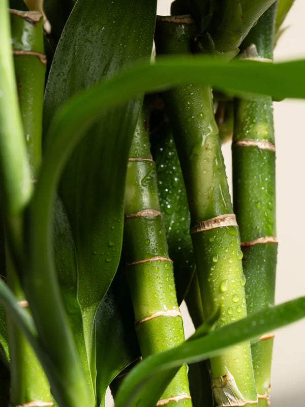 PADDYWAX Bamboo & Green Tea