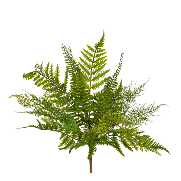 Fern Bush
