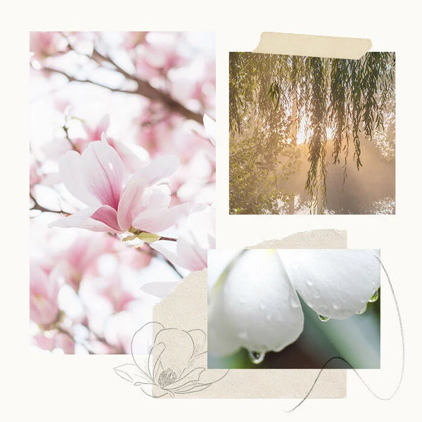 Magnolia Willow Hand Wash Refill