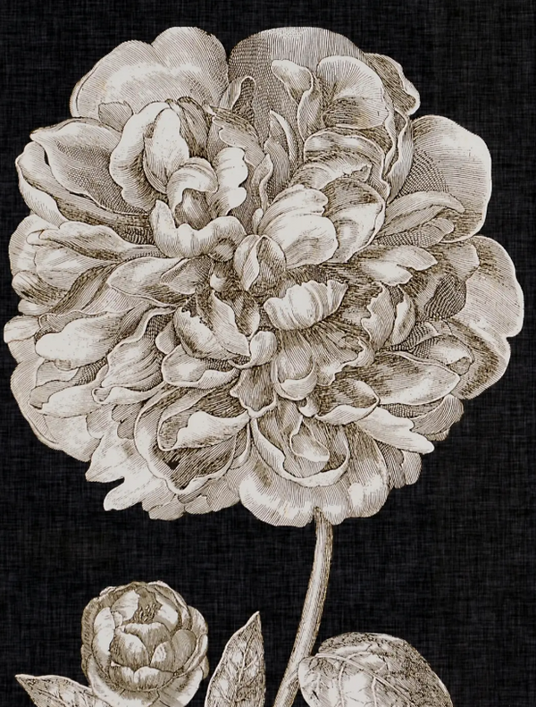Dramatic Peony Art