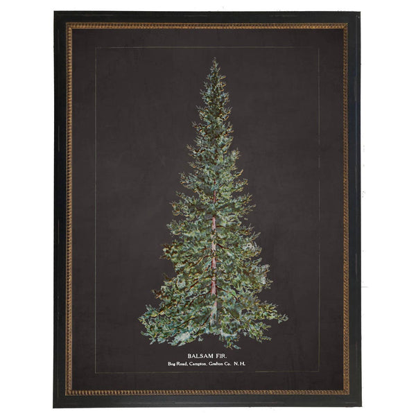 Vintage Balsam Fir Art - 8 x 10