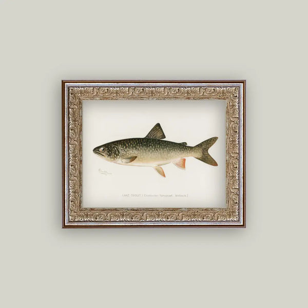 Lake Trout Framed Antique Art
