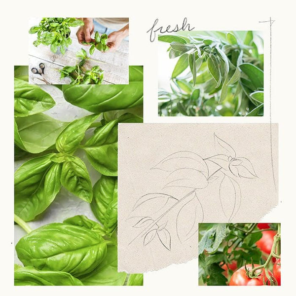 Fresh-Cut Basil All-Purpose Cleaning Concentrate
