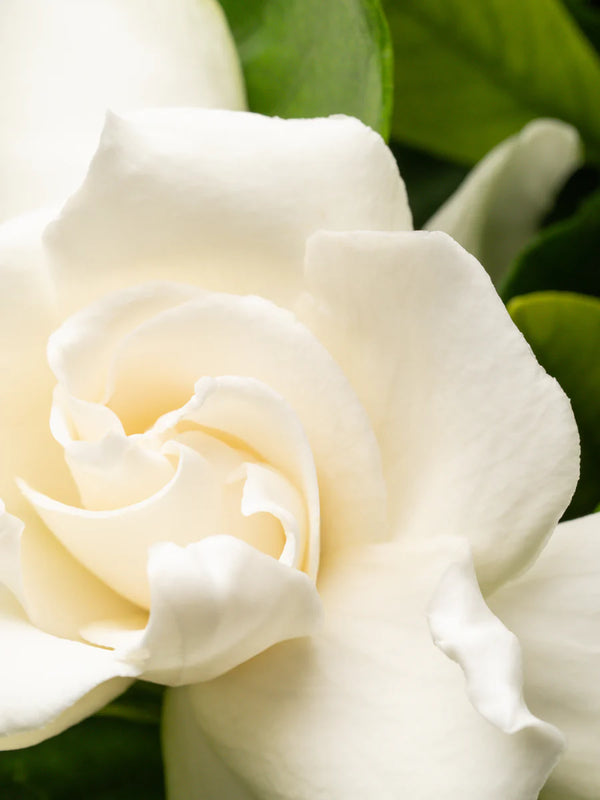 Apothecary Night Gardenia