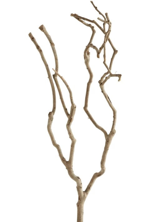 Natural Tea Tree Branch