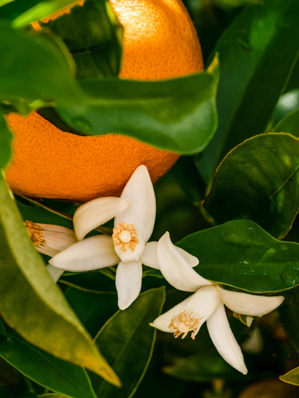 dae - Signature Citrus