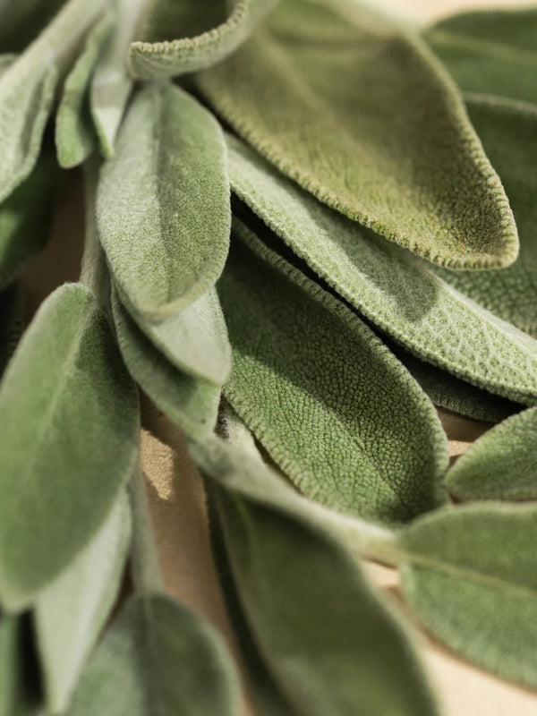 Studio McGee Wild Sage