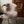 Shorn Nude Icelandic Sheepskin Throw Rug