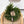 Norfolk Wreath - 12