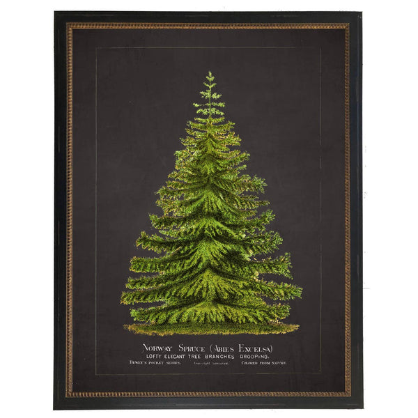 Vintage Norway Spruce Art - 8 x 10