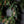 Magnolia Norfolk Cypress Mixed Real Touch Wreath - 34