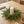 Norfolk Pine Wreath