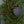 Red Plum Berry Norfolk Cypress Real Touch Wreath - 34
