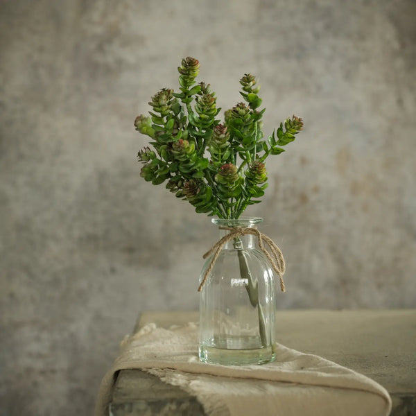 October Daphne Succulent