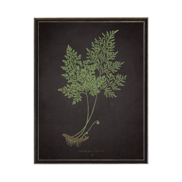 Fern Art - 8 x 10