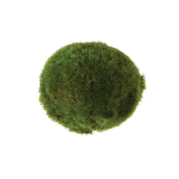 Moss Ball - 4"