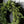 Navy Plum Berry Norfolk Cypress Real Touch Wreath - 34