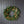 Magnolia Norfolk Cypress Mixed Real Touch Wreath - 34