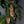 Magnolia Norfolk Cypress Mixed Real Touch Wreath - 34
