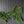 Norfolk & Cypress Mixed Real Touch Garland - 9 ft