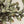 Banyan Branch