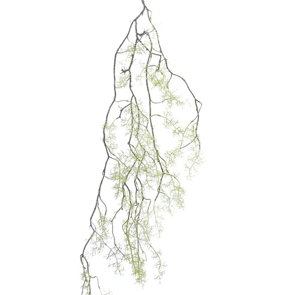 Wispy Fern Vine