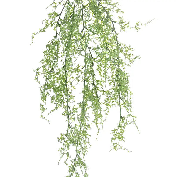 Fern Vine