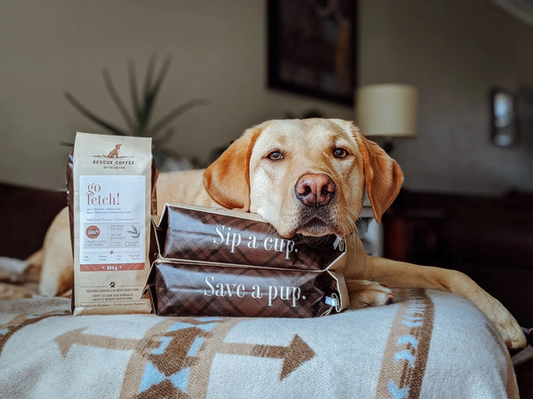 Go Fetch! | Medium-Dark Roast | 1lb Bag | Organic Coffee | Whole Bean