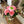 Flower Subscription