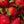 Votivo - Pink Mimosa