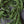 Norfolk & Cypress Mix Faux Garland - 6ft)