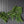 Norfolk & Cypress Mix Faux Garland - 6ft)