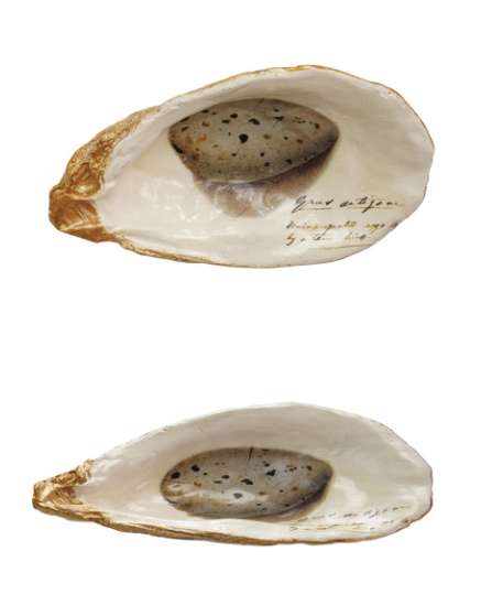Resin Shell Dish