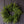 Norfolk & Cypress Pine Mixed Mini Wreath