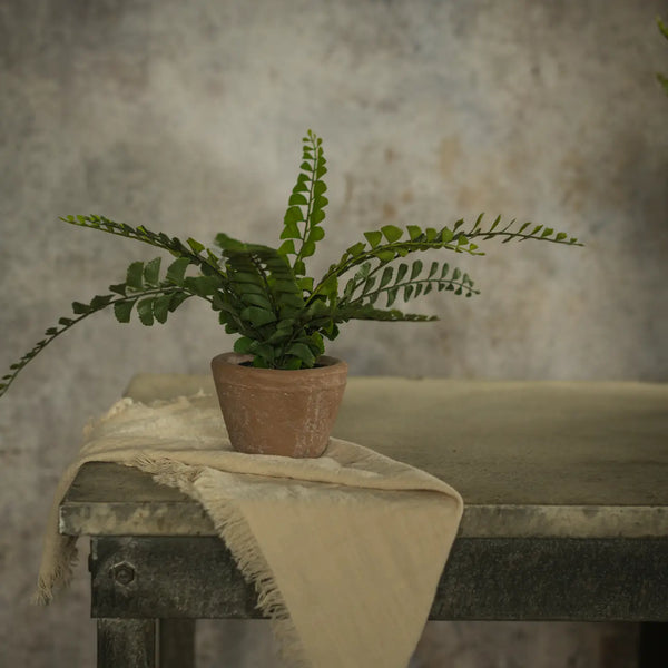 Potted Button Fern