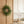 Norfolk Pine Wreath