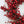 Red Berry Wreath