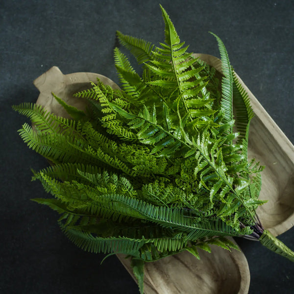 Mixed Fern Bush