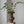 Olive Opaque Footed Vase
