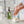 Frasier Fir Large Hand Wash