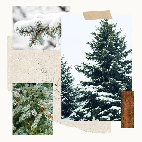 Frasier Fir® Statement Pine Needle Candle