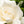 Anthropologie Night Gardenia