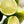 Studio McGee White Bergamot