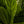 Allos - Mint Leaves