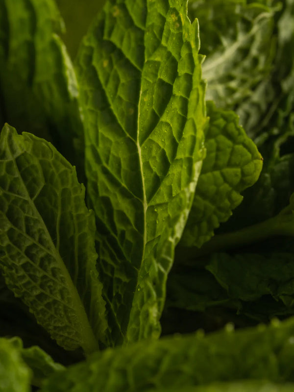 Allos - Mint Leaves