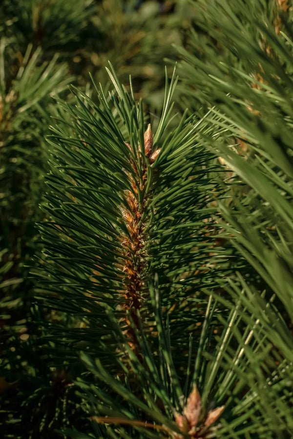 Thymes - Balsam & Cedar